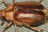 Rhizotrogus aestivus