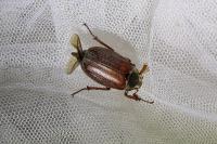Melolontha melolontha