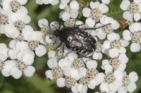Oxythyrea funesta