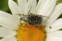 Oxythyrea funesta