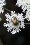 Cetonia aurata
