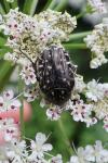 Oxythyrea funesta