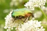 Cetonia aurata