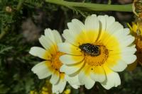 Oxythyrea funesta
