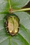 Cetonia aurata