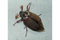 Melolontha melolontha
