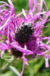 Oxythyrea funesta