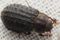 Trox scaber