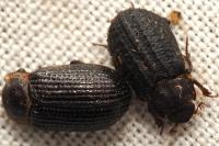 Trox scaber