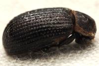 Trox perrisi