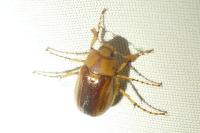 Rhizotrogus aestivus