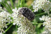 Oxythyrea funesta