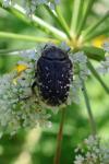 Oxythyrea funesta