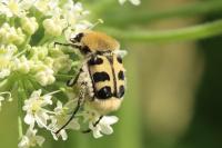 Trichius gallicus