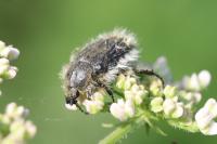 Tropinota squalida