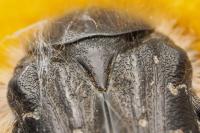 Tropinota hirta