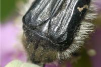 Tropinota squalida