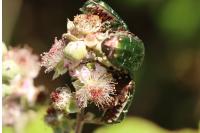 Cetonia aurata