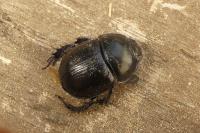 Anoplotrupes stercorosus