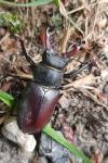 Lucanus cervus