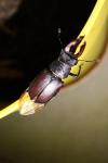 Lucanus cervus