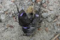 Anoplotrupes stercorosus