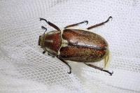 Anoxia villosa
