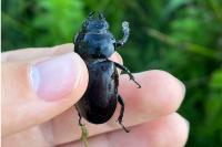 Lucanus cervus