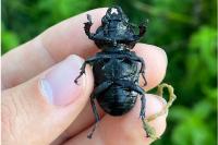 Lucanus cervus