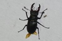 Lucanus cervus