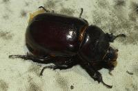 Oryctes nasicornis