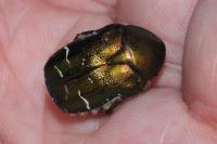 Cetonia aurata