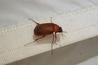 Serica brunnea