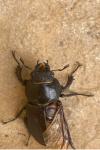 Lucanus cervus