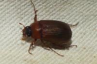 Serica brunnea