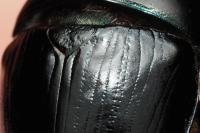 Sericotrupes niger