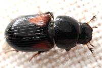 Nialus varians