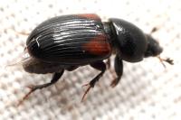 Nialus varians
