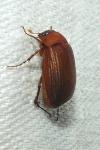 Serica brunnea