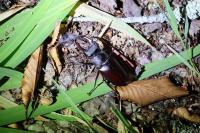 Lucanus cervus