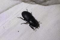 Dorcus parallelipipedus