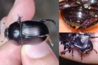 Geotrupes spiniger