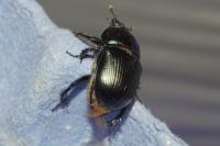 Geotrupes spiniger