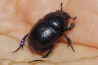 Anoplotrupes stercorosus