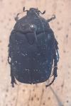 Netocia morio