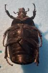 Netocia morio