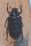 Anoxia villosa
