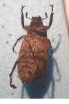 Anoxia villosa