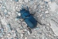 Dorcus parallelipipedus