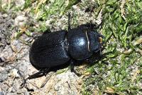 Dorcus parallelipipedus
